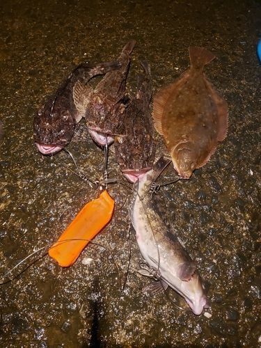 マガレイの釣果