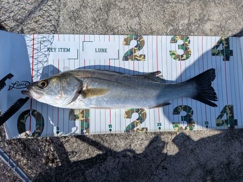 セッパ（マルスズキ）の釣果