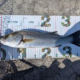 セッパ（マルスズキ）