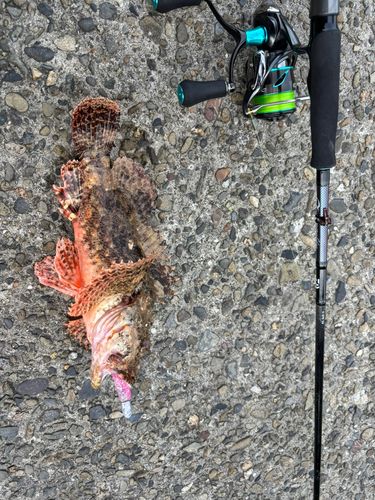 オニカサゴの釣果