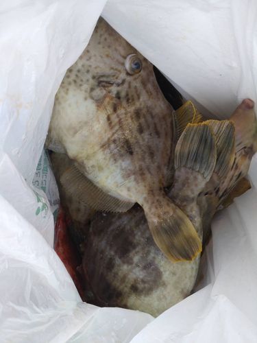 カワハギの釣果