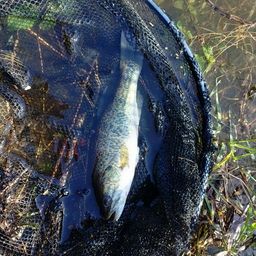 ブラックバス