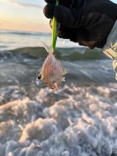 ヒイラギの釣果