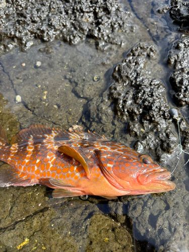 キジハタの釣果