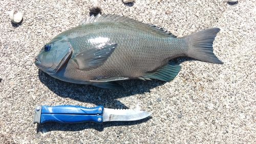 クチブトグレの釣果