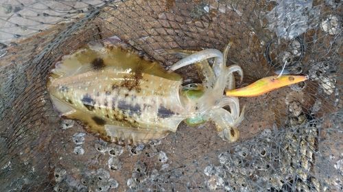 アオリイカの釣果