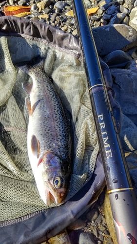 ニジマスの釣果