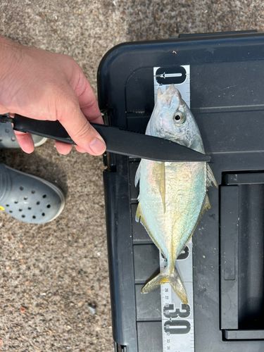 シマアジの釣果