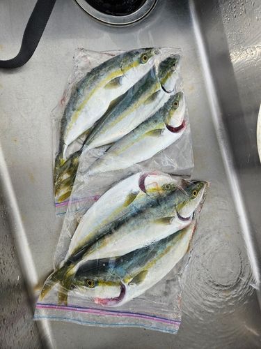 フクラギの釣果