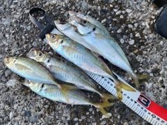 アジの釣果