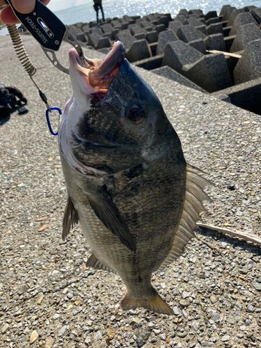 チヌの釣果