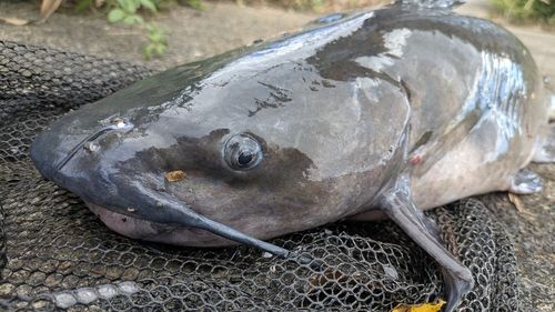 アメリカナマズの釣果