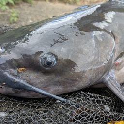 アメリカナマズ