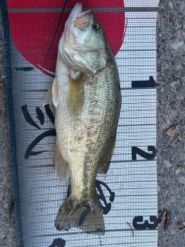 ラージマウスバスの釣果