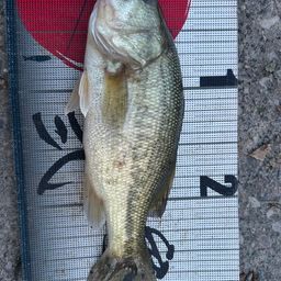 ラージマウスバス