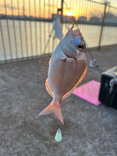 チャリコの釣果