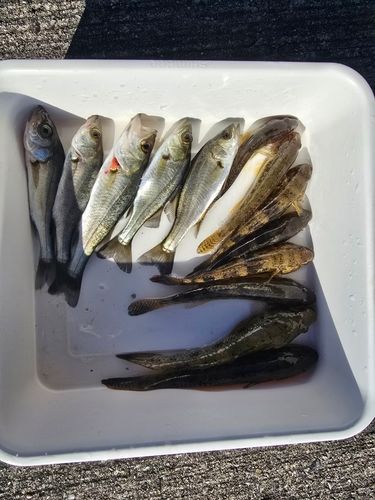 ハゼの釣果