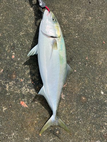メジロの釣果