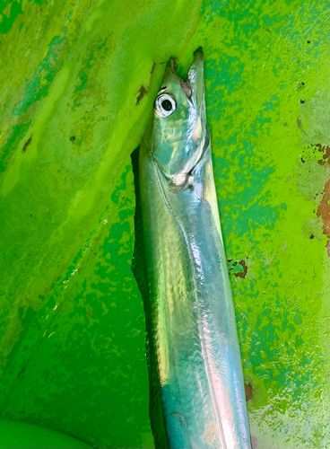 タチウオの釣果