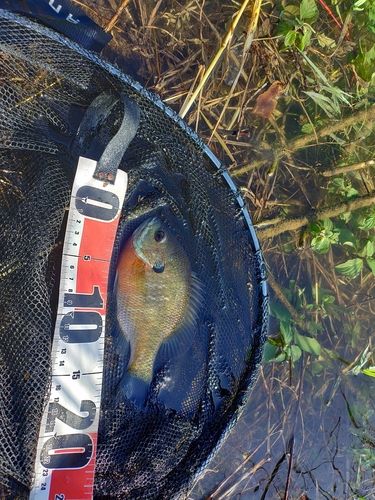 ブルーギルの釣果