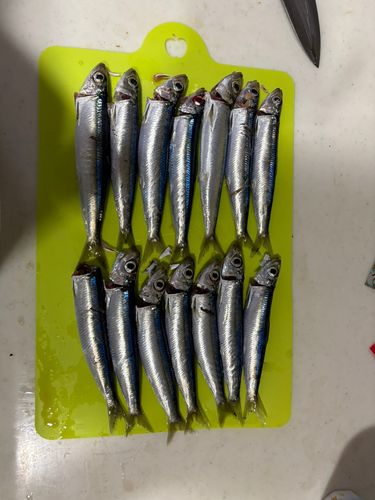 イワシの釣果