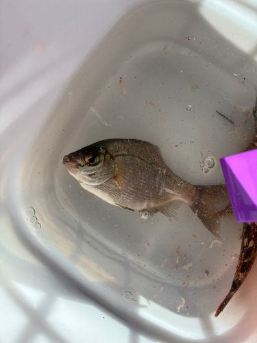 ウミタナゴの釣果