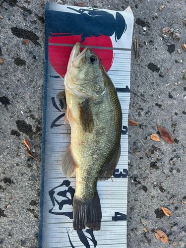 ラージマウスバスの釣果