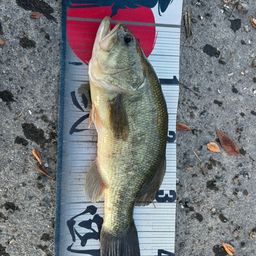 ラージマウスバス