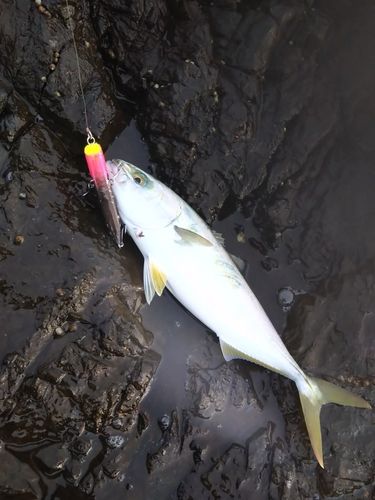 ヒラスズキの釣果