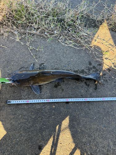 アメリカナマズの釣果