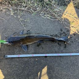 アメリカナマズ