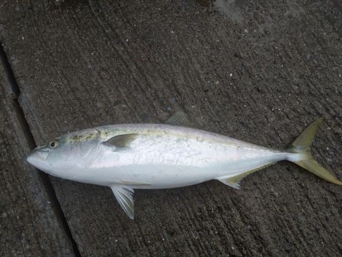 三陸海岸（岩手）