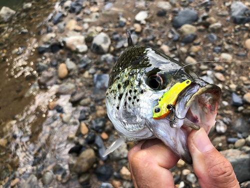 オオクチユゴイの釣果