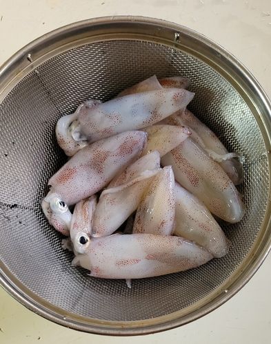 マメイカの釣果