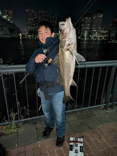 シーバスの釣果