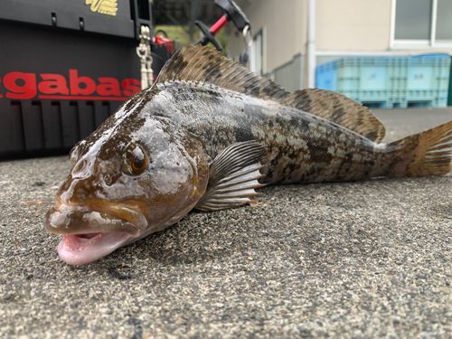 アイナメの釣果