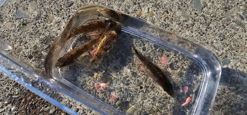 クロソイの釣果