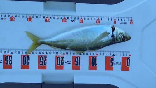 タチウオの釣果