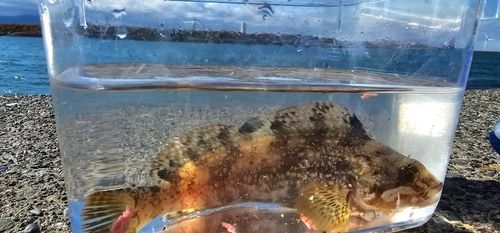 クロソイの釣果