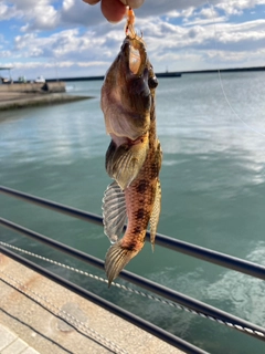 ウロハゼの釣果