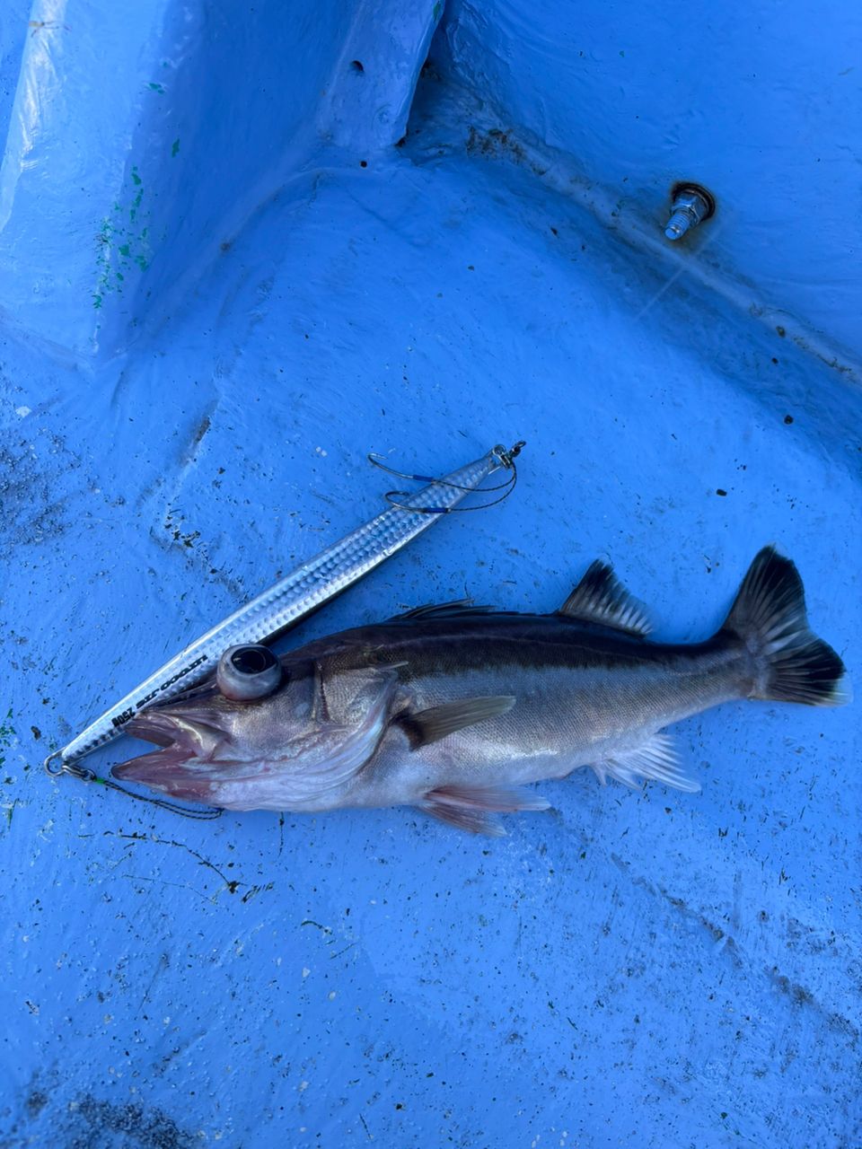 どかじゃさんの釣果 1枚目の画像