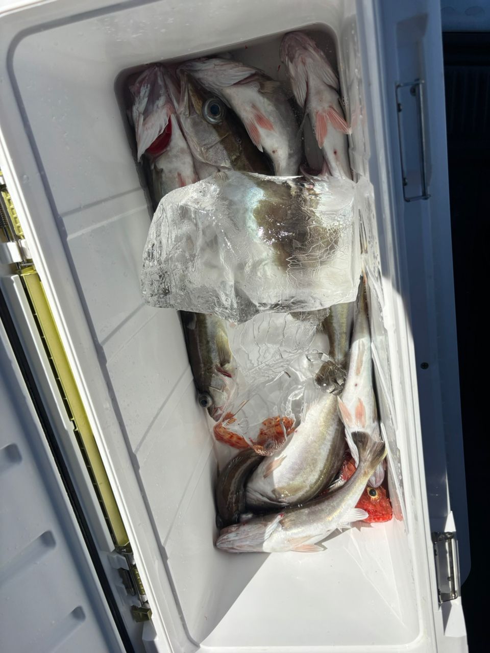 どかじゃさんの釣果 3枚目の画像