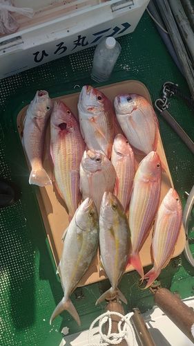 イトヨリダイの釣果