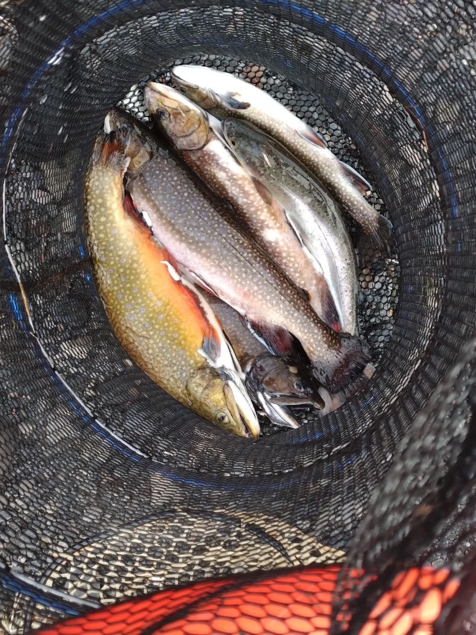 ブルックトラウト