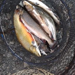 ブルックトラウト