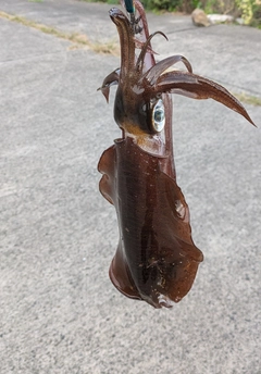 アオリイカの釣果