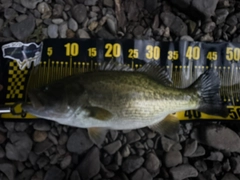 ブラックバスの釣果