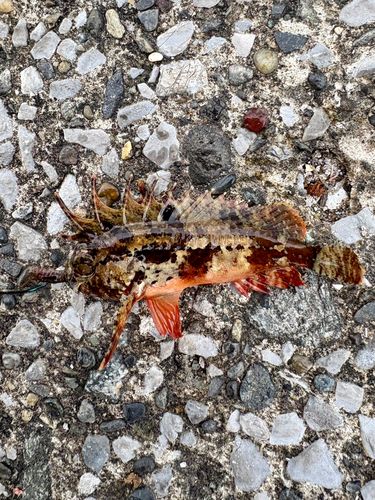 ハオコゼの釣果