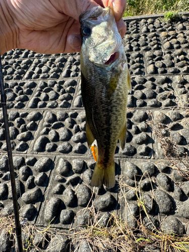ラージマウスバスの釣果