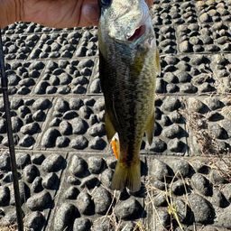 ラージマウスバス